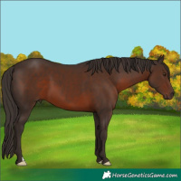 Horse Color:Liver Chestnut 
