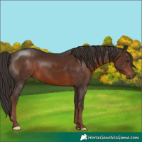 Horse Color:Liver Chestnut