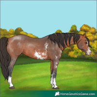 Horse Color:Bay Sabino Rabicano 