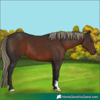 Horse Color:Liver Chestnut 