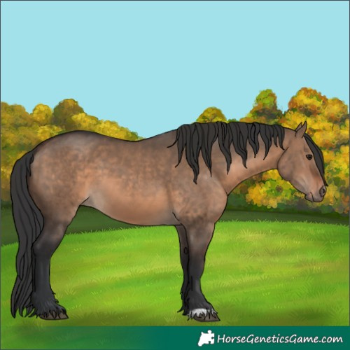 Horse Color:Brown Dun  and Brown Dun 