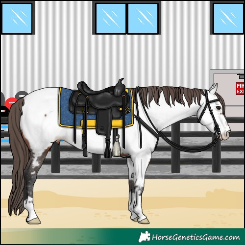 Horse Color:Bay Near Fewspot 