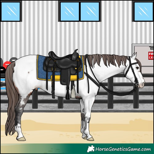 Horse Color:Bay Appaloosa 