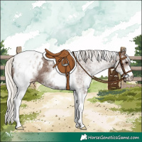 Horse Color:White Spotted Silver Black Tobiano Blanket 