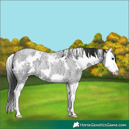 Horse Color:White Spotted Blue Roan Splash 