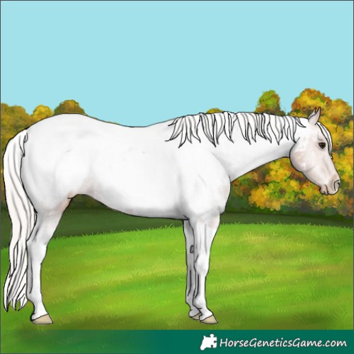 Horse Color:Silver Bay Tobiano Appaloosa 