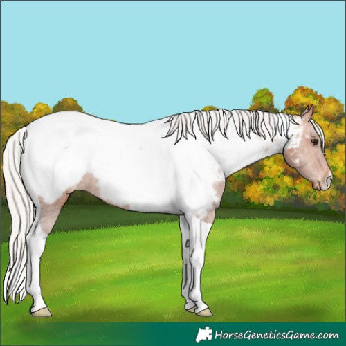 Horse Color:Silver Bay Tobiano Appaloosa 