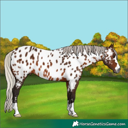 Horse Color:Gray Silver Bay Appaloosa 