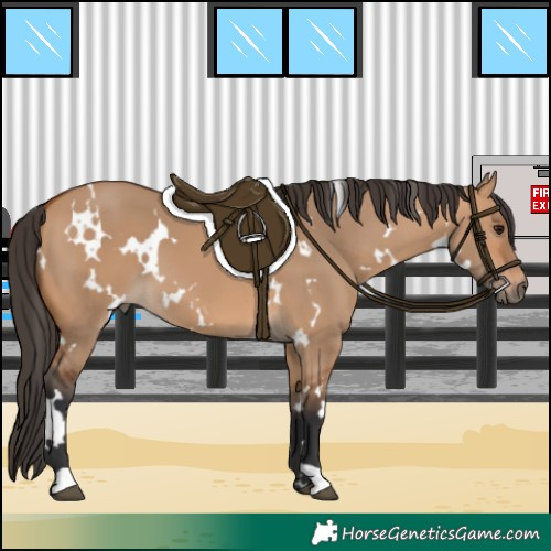 Horse Color:White Spotted Bay Dun 
