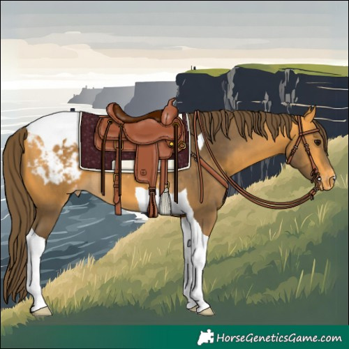 Horse Color:Buckskin Tobiano Appaloosa 