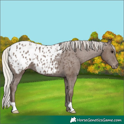 Horse Color:Silver Black Appaloosa 