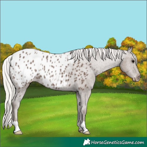 Horse Color:Silver Black Blanket 