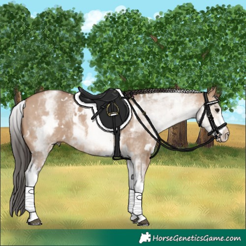 Horse Color:White Spotted Bay Dun 