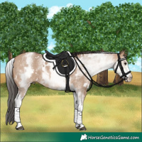 Horse Color:White Spotted Bay Dun 
