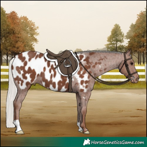 Horse Color:Silver Black Blanket 