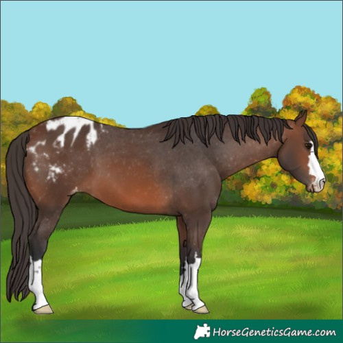Horse Color:Brown Varnish 