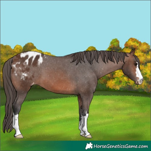 Horse Color:Brown Appaloosa 