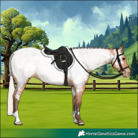 Horse Color:Silver Bay Appaloosa