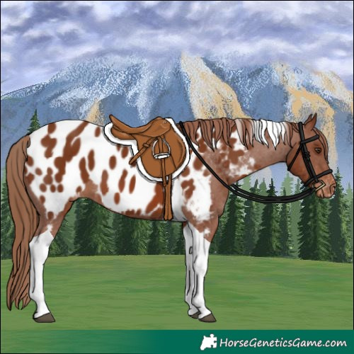 Horse Color:Chestnut Tobiano Appaloosa 