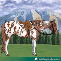 Horse Color:Chestnut Tobiano Appaloosa 