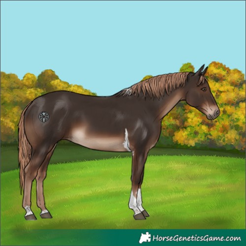 Horse Color:Liver Chestnut Tobiano Rabicano 