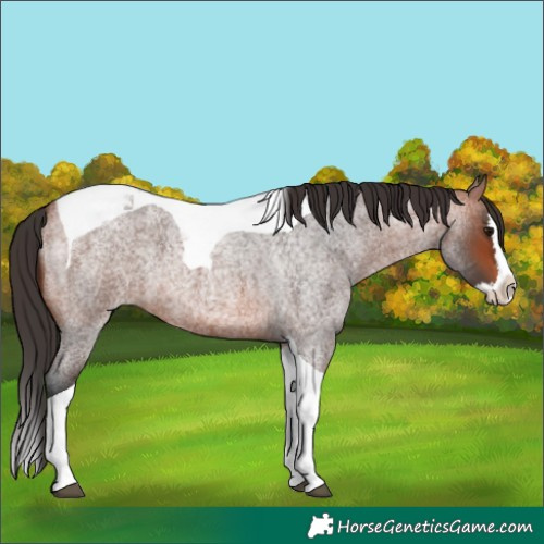 Horse Color:Bay Roan Splash Tobiano 