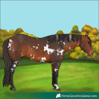 Horse Color:White Spotted Bay Varnish