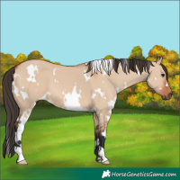 Horse Color:White Spotted Bay Dun