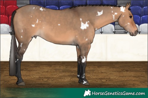 Horse Color:White Spotted Bay Dun 