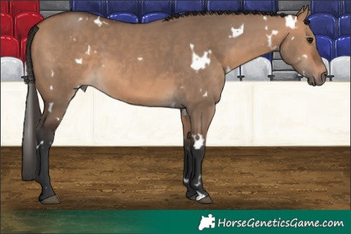 Horse Color:White Spotted Bay Dun 