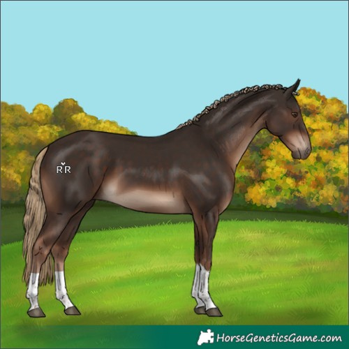 Horse Color:Liver Chestnut Tobiano Rabicano 