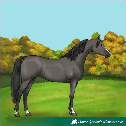 Horse Color:Grullo Rabicano 