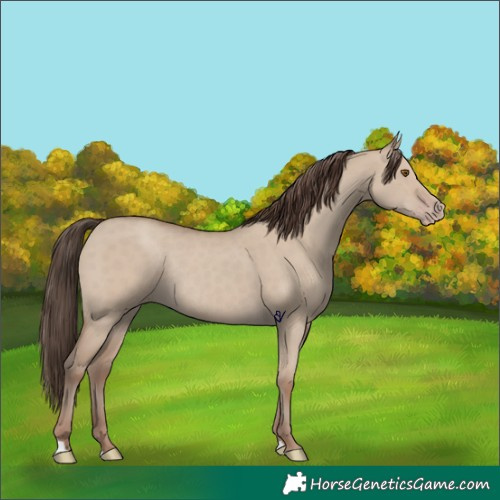 Horse Color:Classic Champagne Dun Rabicano