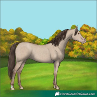 Horse Color:Classic Champagne Dun Rabicano 