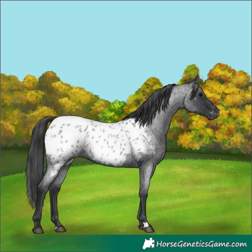 Horse Color:Blue Roan Appaloosa