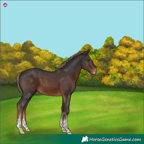 Horse Color:Gray Liver Chestnut Sabino