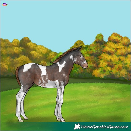 Horse Color:Gray Liver Chestnut Sabino Tobiano