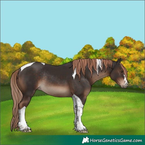 Horse Color:Liver Chestnut Tobiano Rabicano 