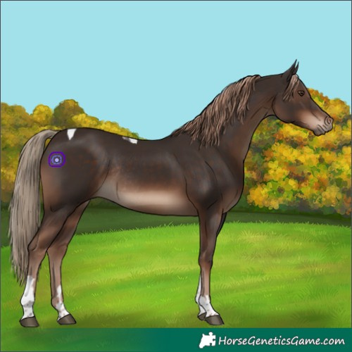 Horse Color:Liver Chestnut Tobiano Rabicano 