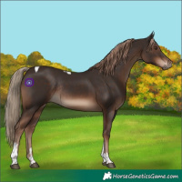 Horse Color:Liver Chestnut Tobiano Rabicano