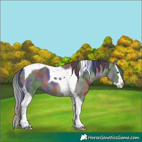 Horse Color:Nacre Grullo Splash Tobiano 