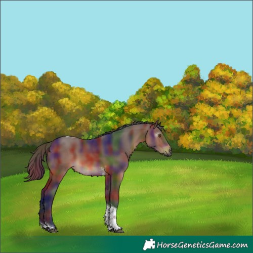 Horse Color:Gray Nacre Bay Sabino Tobiano 