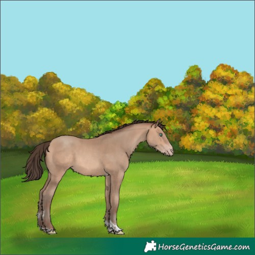 Horse Color:Amber Champagne Tobiano 