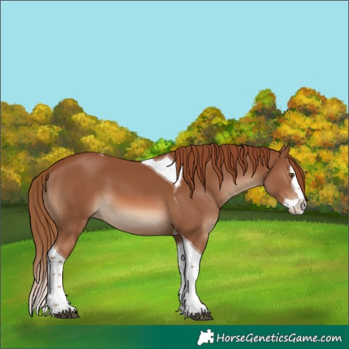 Horse Color:Unknown 