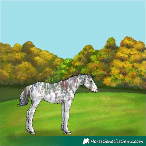 Horse Color:Nacre Black Sabino 