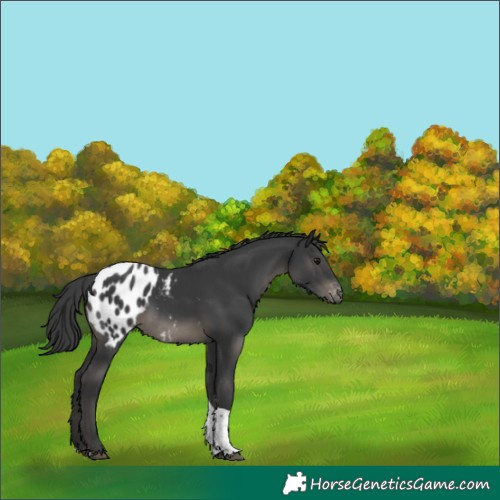Horse Color:Black Tobiano Appaloosa Rabicano 