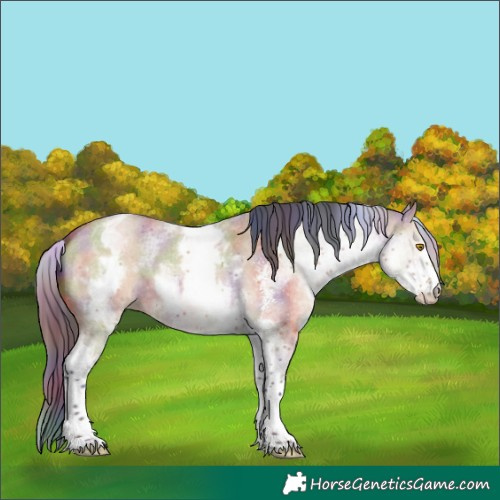 Horse Color:Nacre White Spotted Bay Dun Sabino 