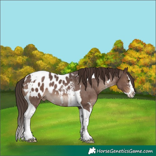 Horse Color:Liver Chestnut Sabino Splash Tobiano Blanket 
