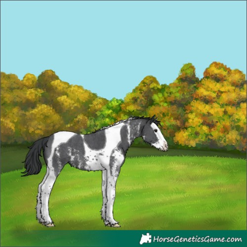 Horse Color:Black Sabino Splash Tobiano 