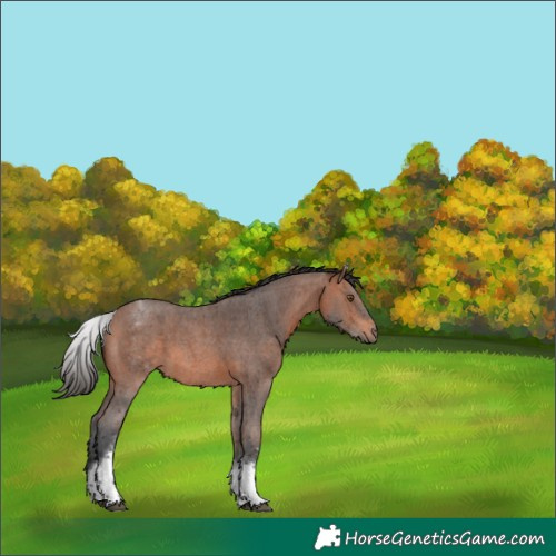 Horse Color:White Spotted Bay Sabino 